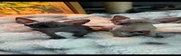 Sphynx cats for sale: Sphynx canadian kittens ready niw  - Advert 3