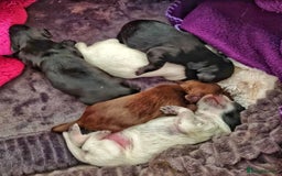 Cocker Spaniel dogs for stud: Extensively Health Tested KC Cocker - WELL PROVEN in Lincoln - Image 16