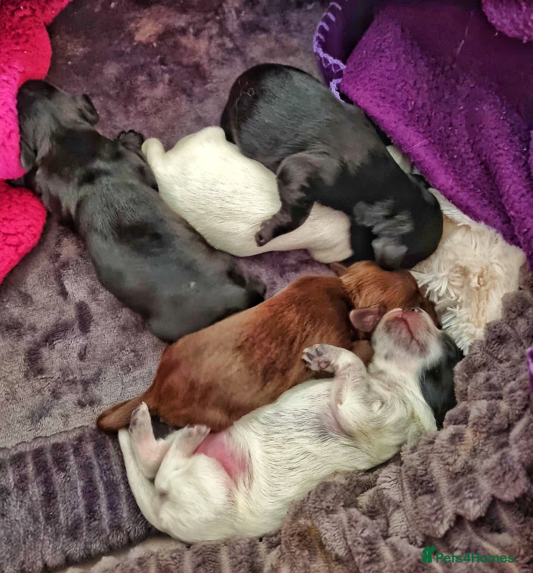 Cocker Spaniel dogs for stud: Extensively Health Tested KC Cocker - WELL PROVEN in Lincoln - Image 16