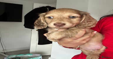 Miniature Dachshund dogs Top quality long haired miniature dachshunds  - Advert 3