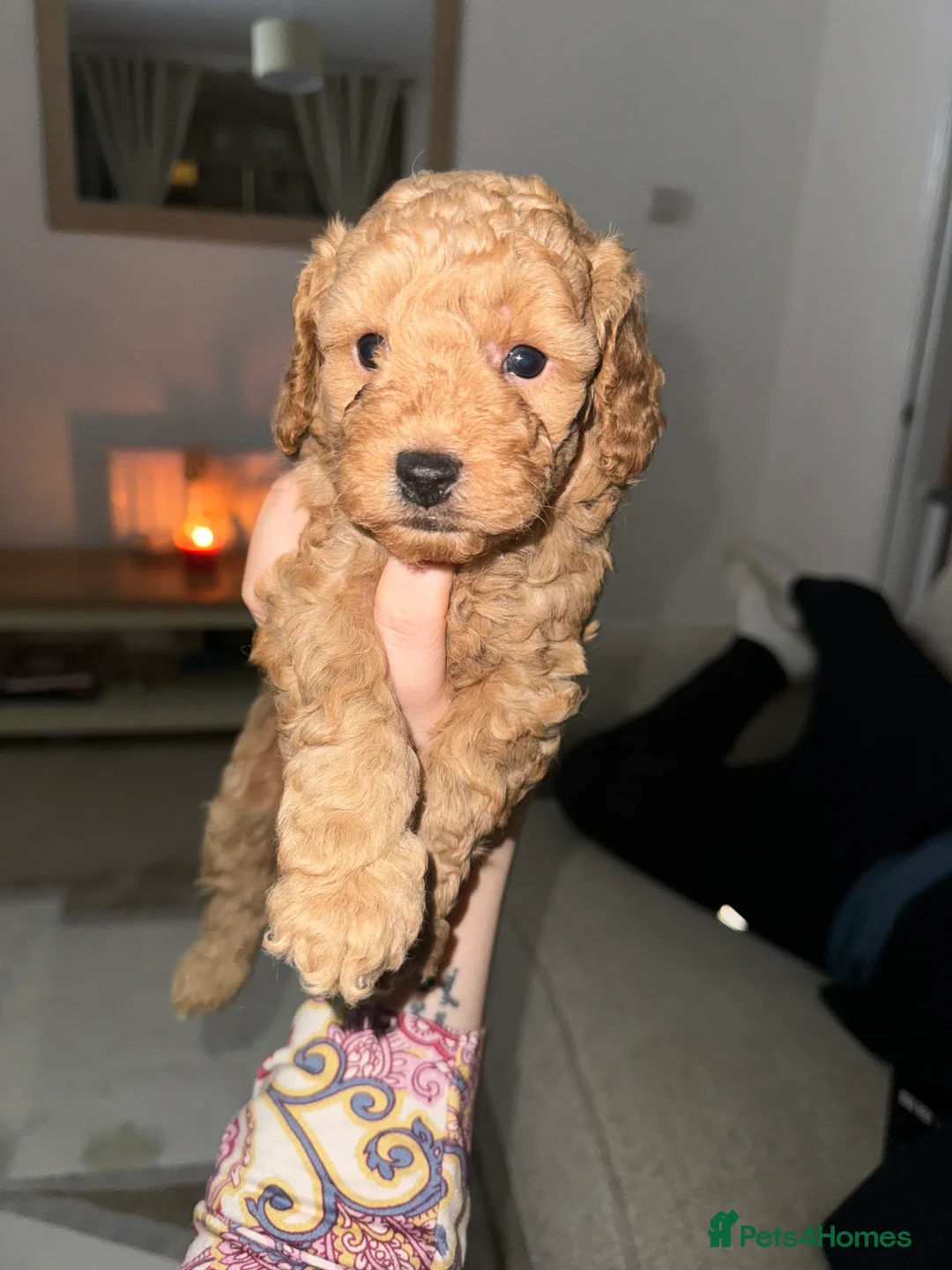 Cockapoo dogs for sale: Cockapoo puppy’s  - Advert 5