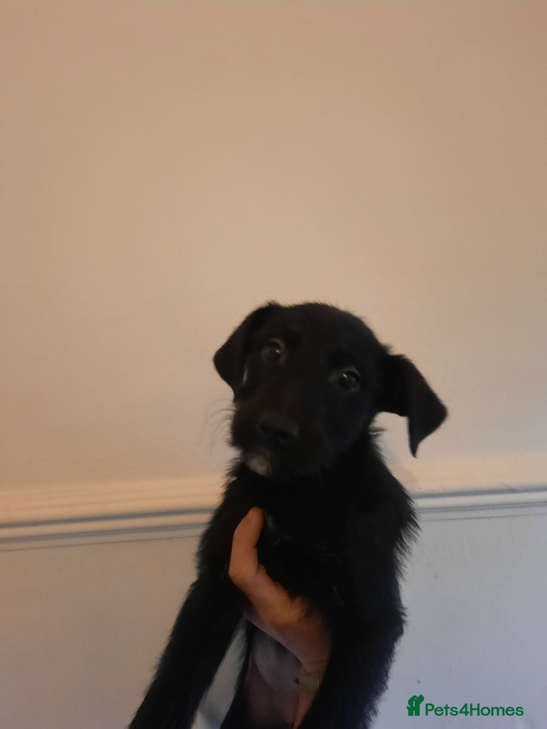 Jackapoo dogs for sale: Jackapoo puppies - Advert 9