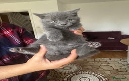 British Shorthair cats for sale: It’s a British short hair  - Image 25