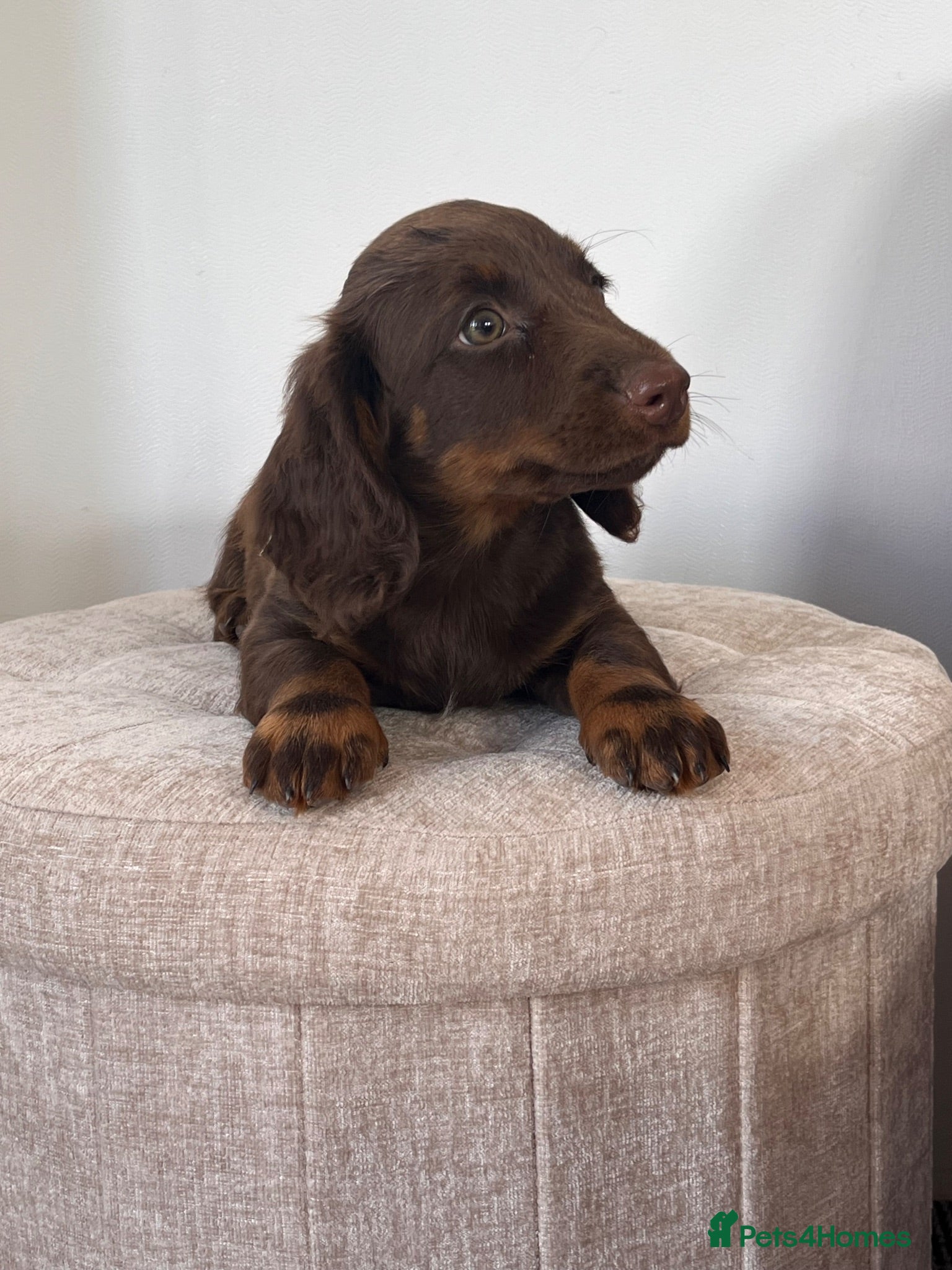 Dachshund dogs ⭐️READY NOW ⭐️Beautiful Dachshunds  - Advert 7
