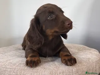 Dachshund dogs ⭐️READY NOW ⭐️Beautiful Dachshunds - Advert 7