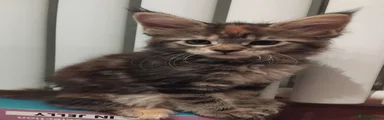Maine Coon 3