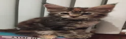 Maine Coon cats for sale: Maine coon kittens registed. Black smoke, grey, - Advert 4