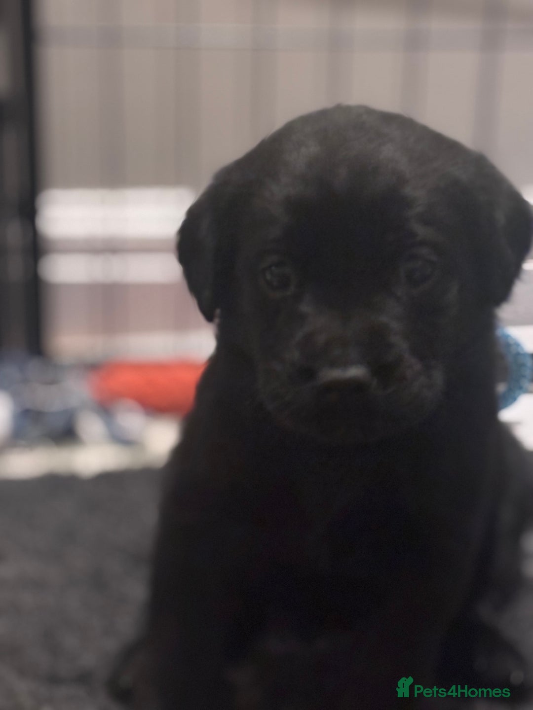 Labrador Retriever dogs for sale: Labrador puppies - Advert 14