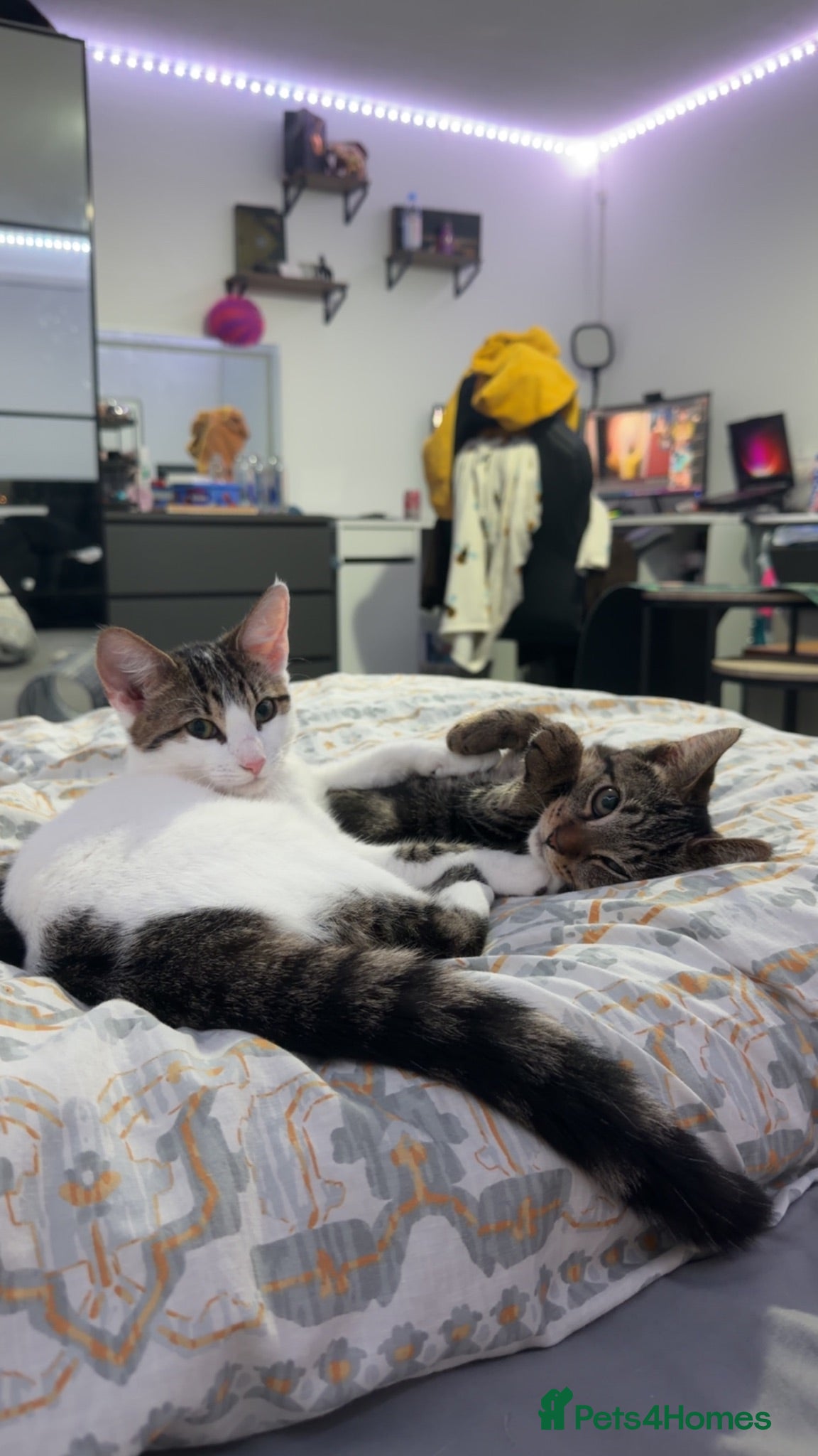Mixed Breed cats 2 tabby kittens 5 & 6 months  - Advert 1