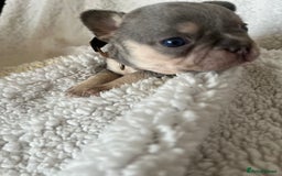 French Bulldog dogs for sale: 7 Stunning Babies ❤️💙 - Image 35