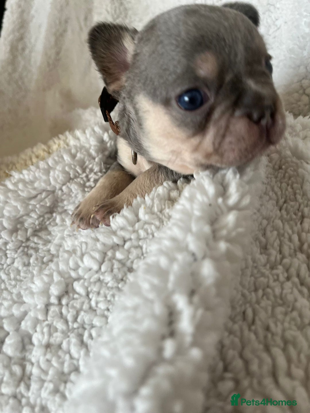 French Bulldog dogs for sale: 7 Stunning Babies ❤️💙 - Image 35