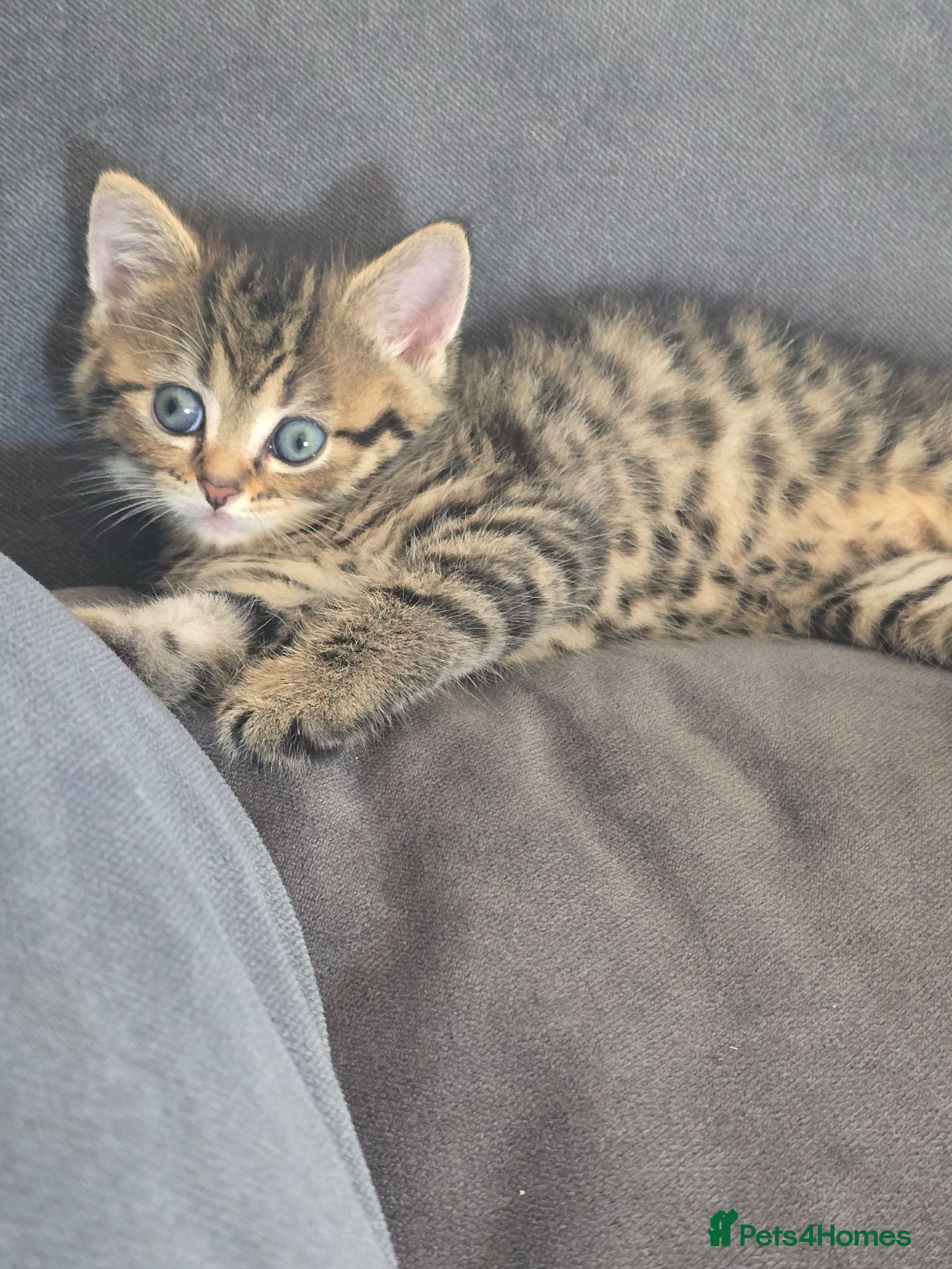 British Shorthair cats Brittish shorthair cross Bengal  - Advert 3