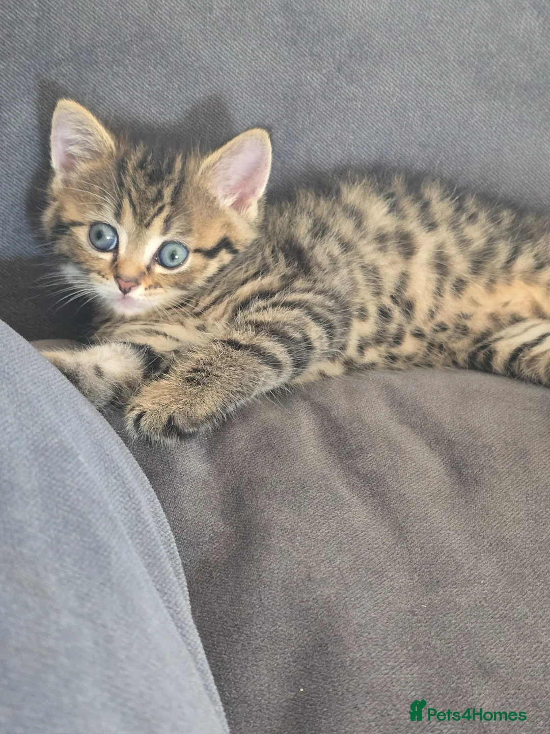 British Shorthair cats for sale: Brittish shorthair cross Bengal  in Southend-on-Sea - Advert 1
