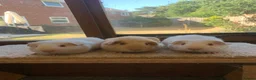 Guinea Pig rodents for sale: Sweet Short Haired Baby Guinea Pig Boars - Advert 5