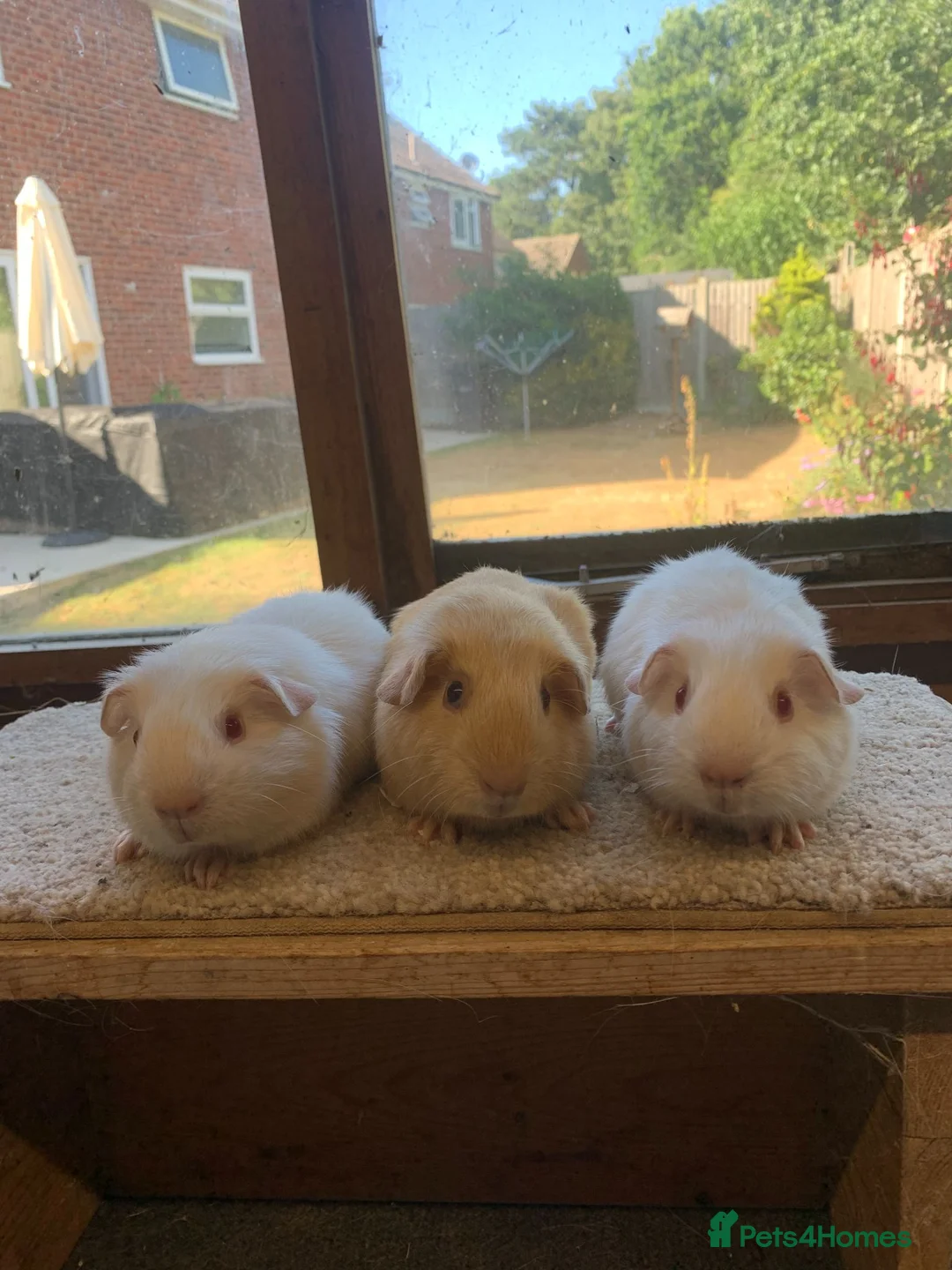 Guinea Pig rodents for sale: Sweet Short Haired Baby Guinea Pig Boars - Advert 5