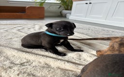Mixed Breed dogs for sale: Pharaoh hound x whippet puppies  - Image 12