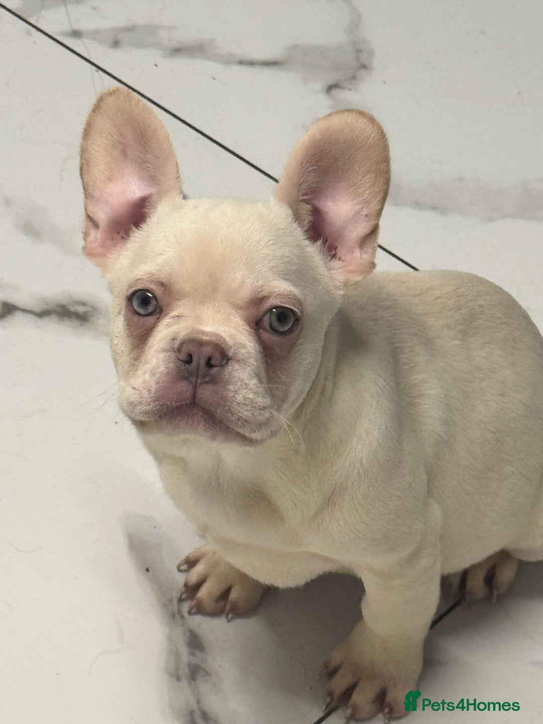 French Bulldog dogs for sale: Beautiful fluffy/ fluffy carrier Frenchie pups  - Advert 19