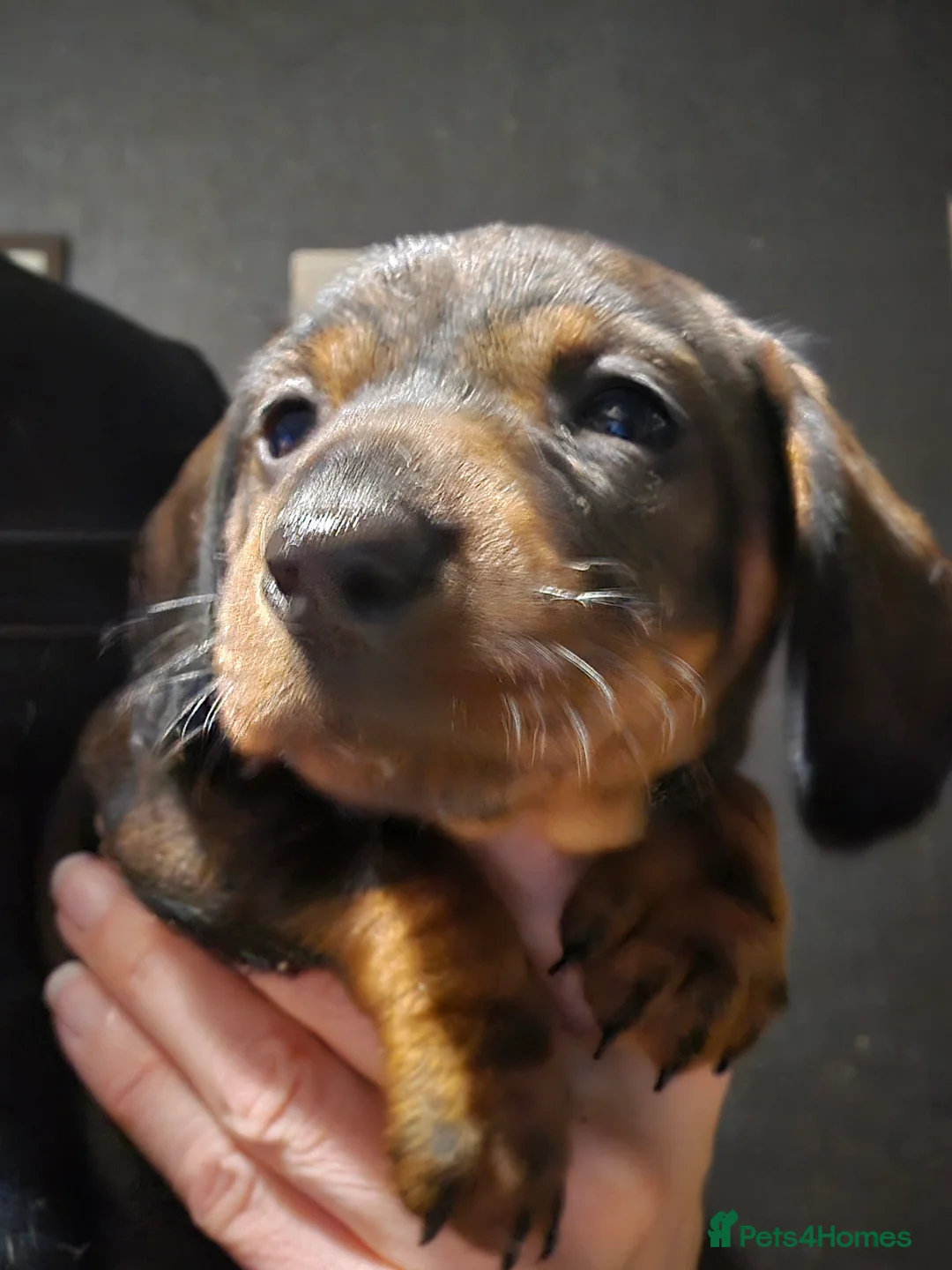 Dachshund dogs for sale: Standard wired hair puppies - Advert 14