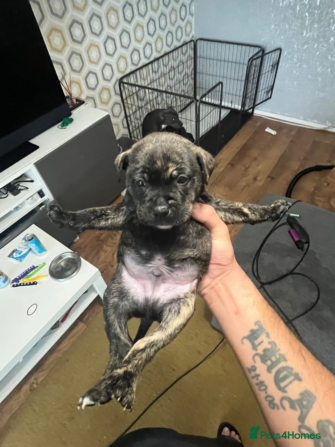 Mixed Breed dogs for sale: Blue American staffies - Advert 2