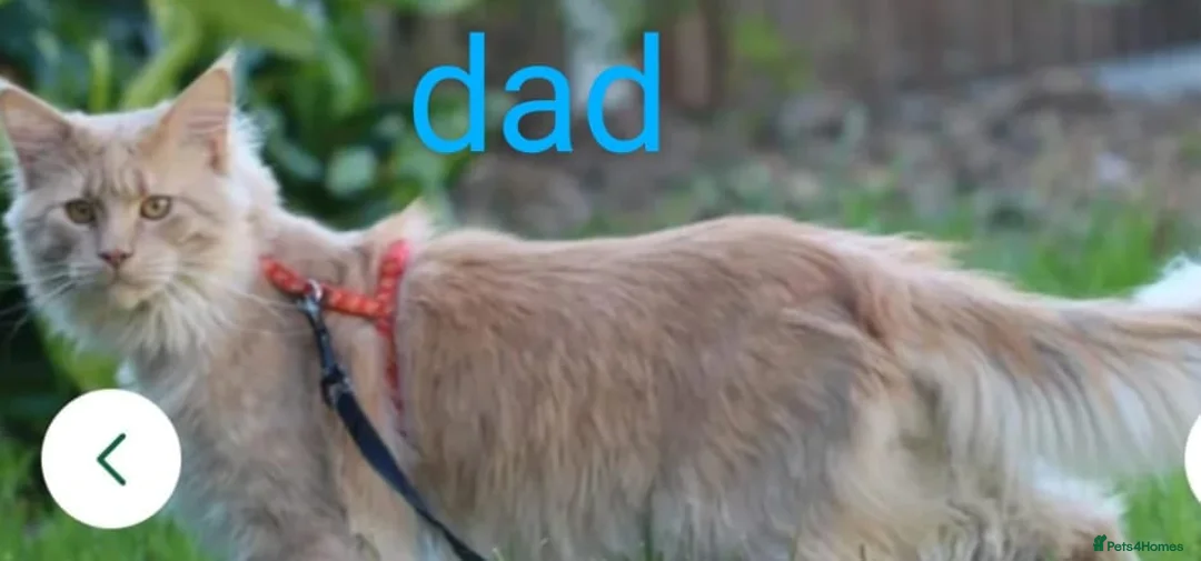 Maine Coon cats for sale: Gorgeous kittens for sale  - Advert 5