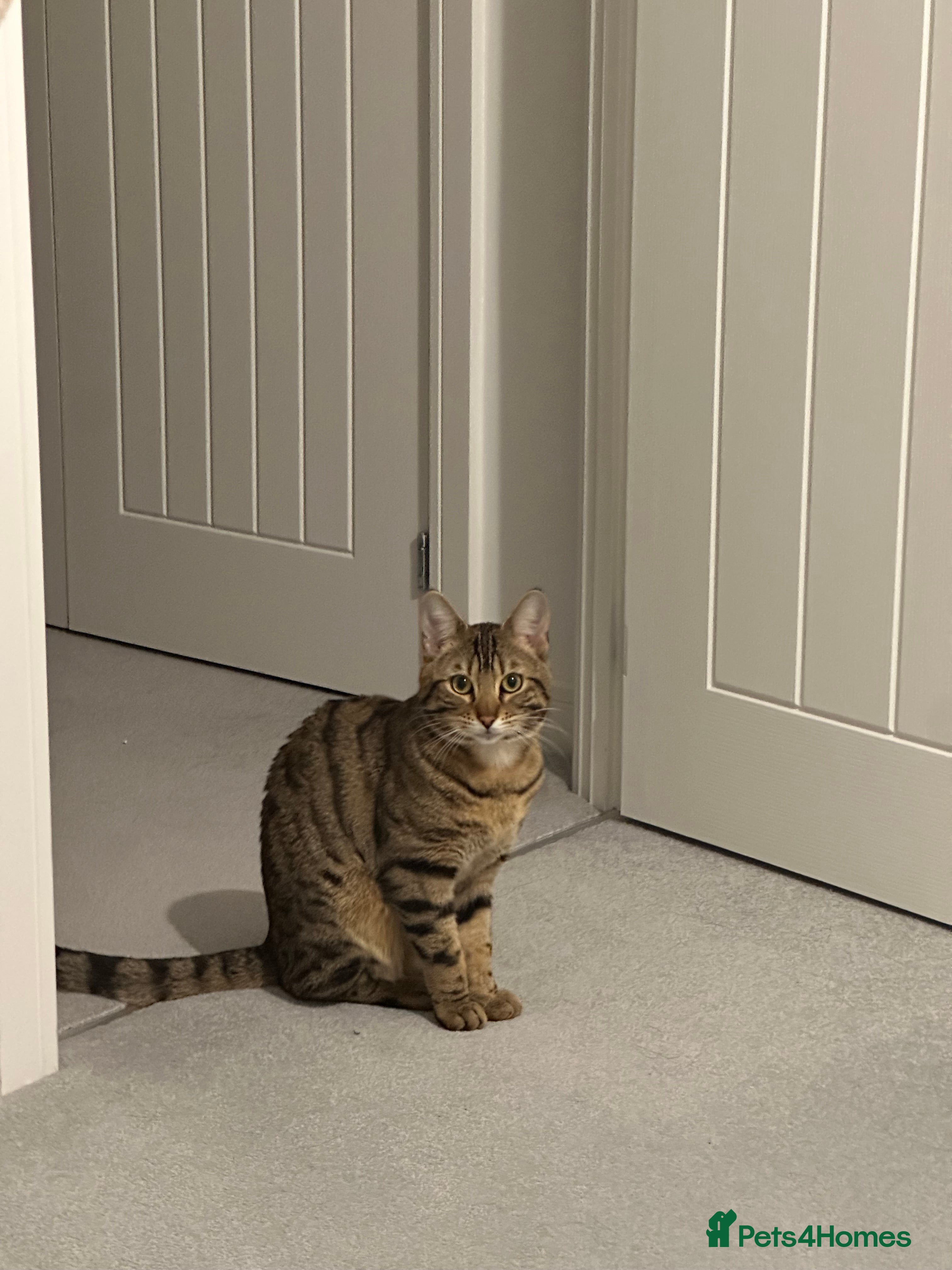 Bengal cats Bengal boy  - Advert 2