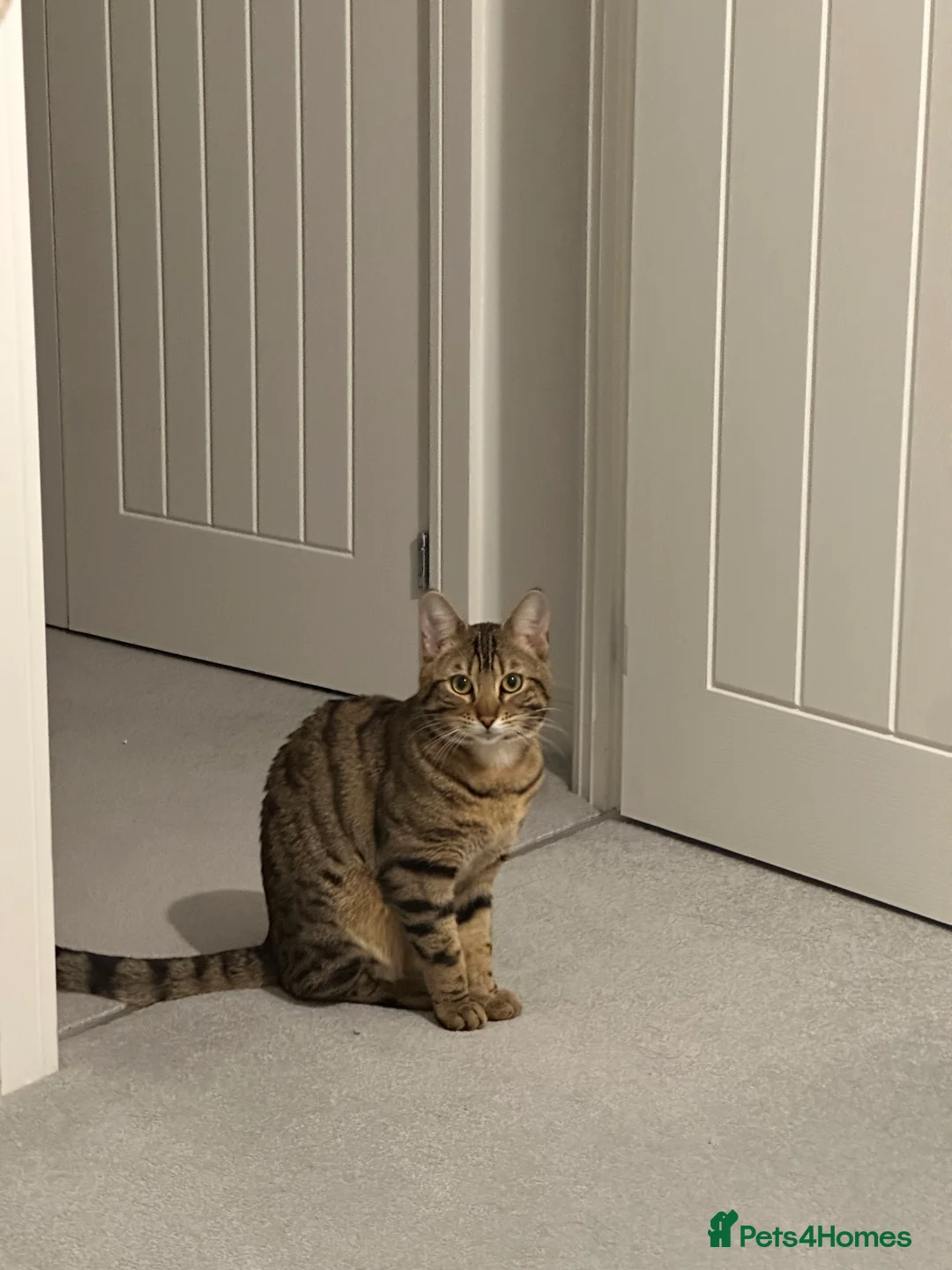 Bengal cats for sale: Bengal boy  in Reading - Advert 2