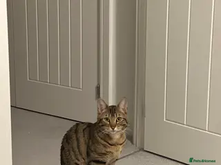 Bengal cats Bengal boy - Advert 2