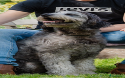 Goldendoodle dogs for sale: 2 year old Standard F1 Goldendoodle  - Image 7