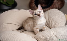 Bengal cats for sale: Frankie-Stunning Snow Bengal-TICA-Available now! - Image 15