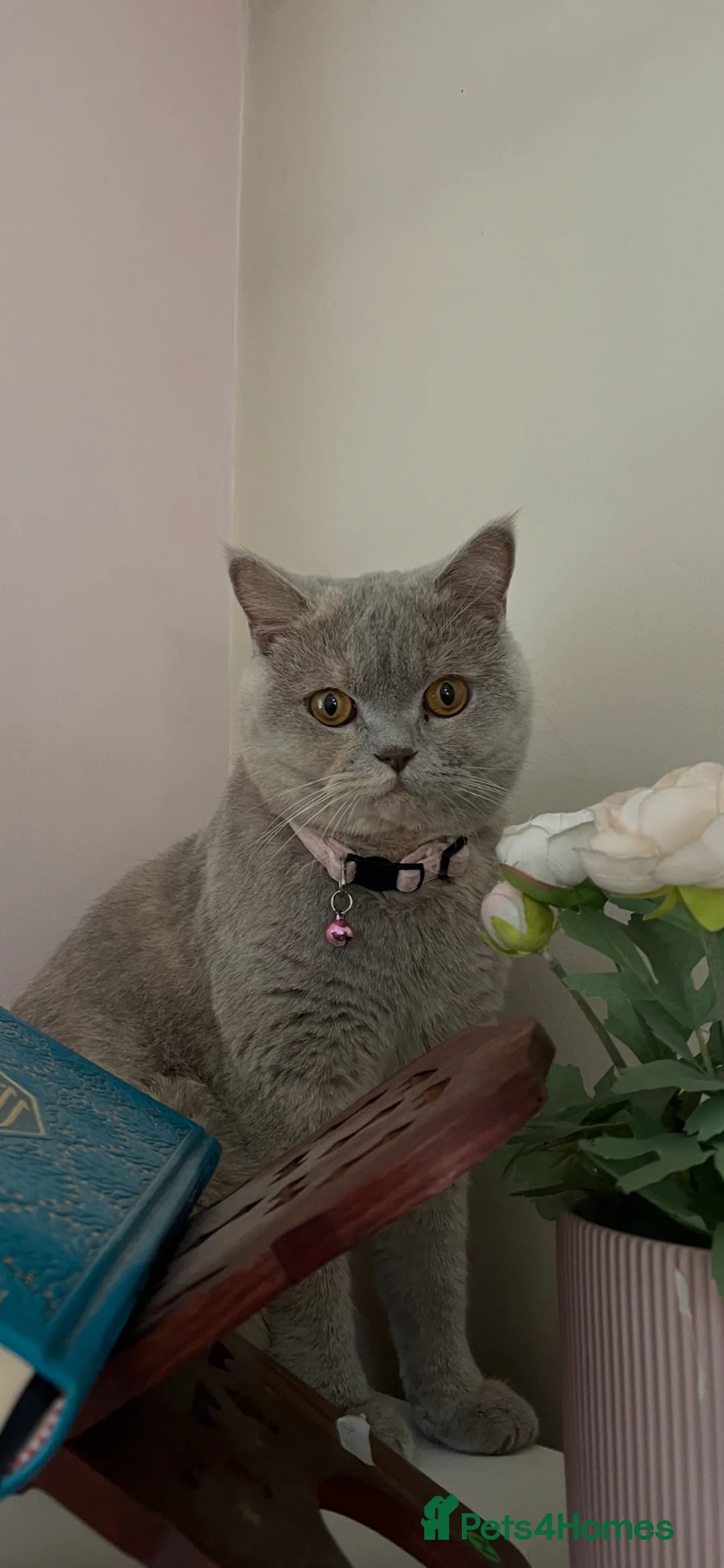 British Shorthair cats for sale: Mixed colour British short hair  - Advert 1