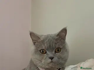 British Shorthair cats Mixed colour British short hair - Advert 6