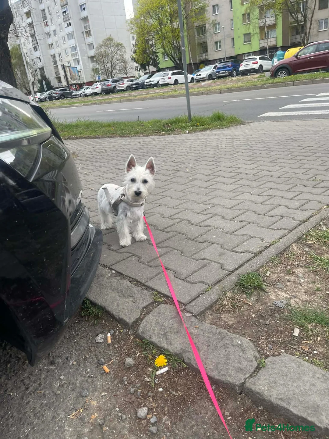 West Highland Terrier dogs for sale: West Highland White Terrier (Westie) Puppy - Advert 4