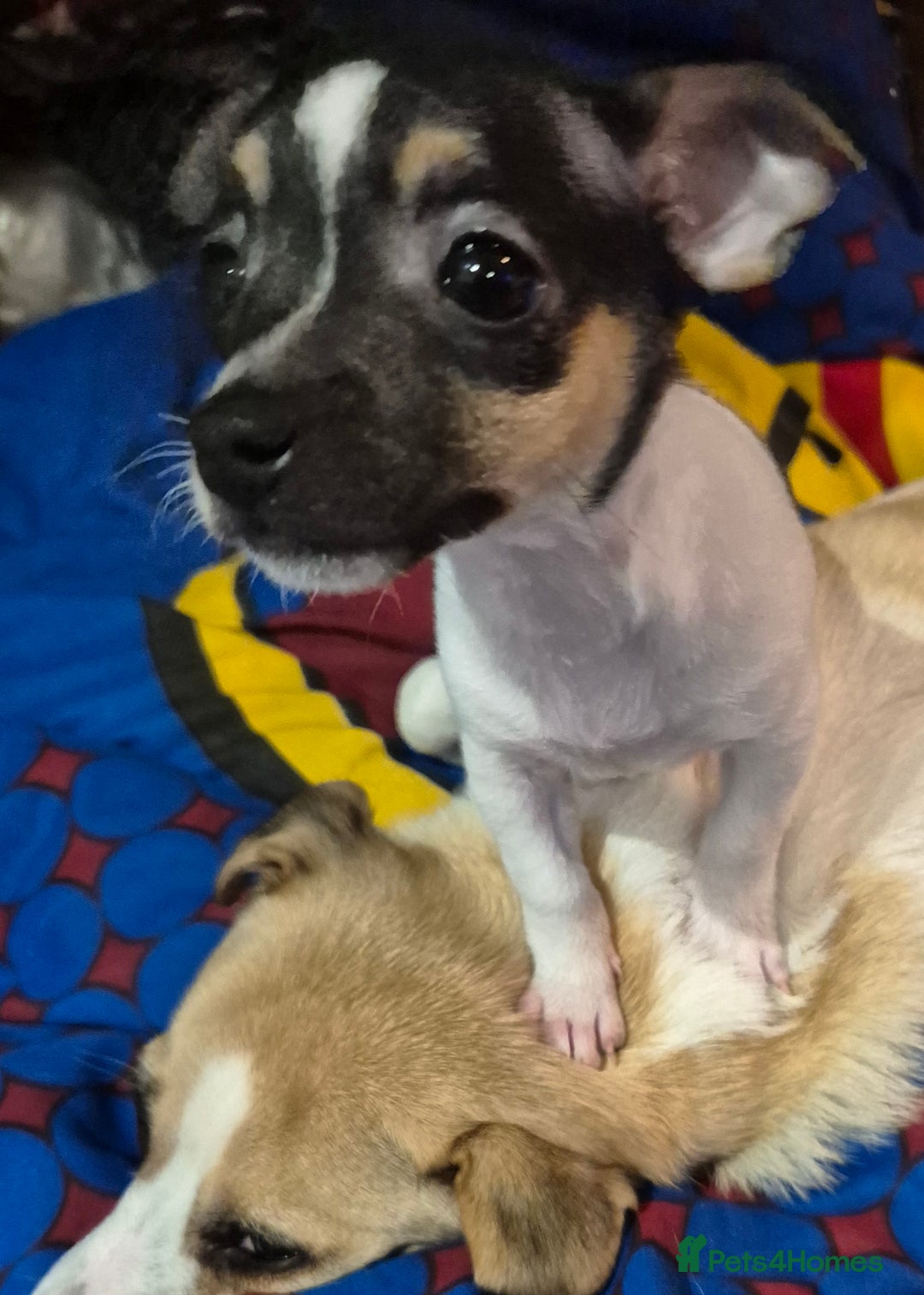 Mixed Breed dogs for sale: Jack Russell x Mini Pinscher - Advert 5