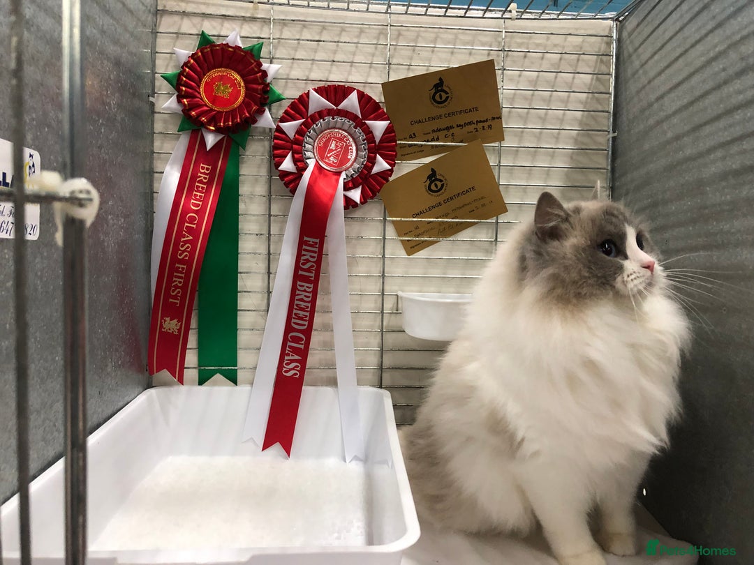 Ragdoll cats for sale: 💙🩷GCCF RAGDOLL KITTENS M&F 9WKS NEUT & SPAYED 🥇 - Image 40