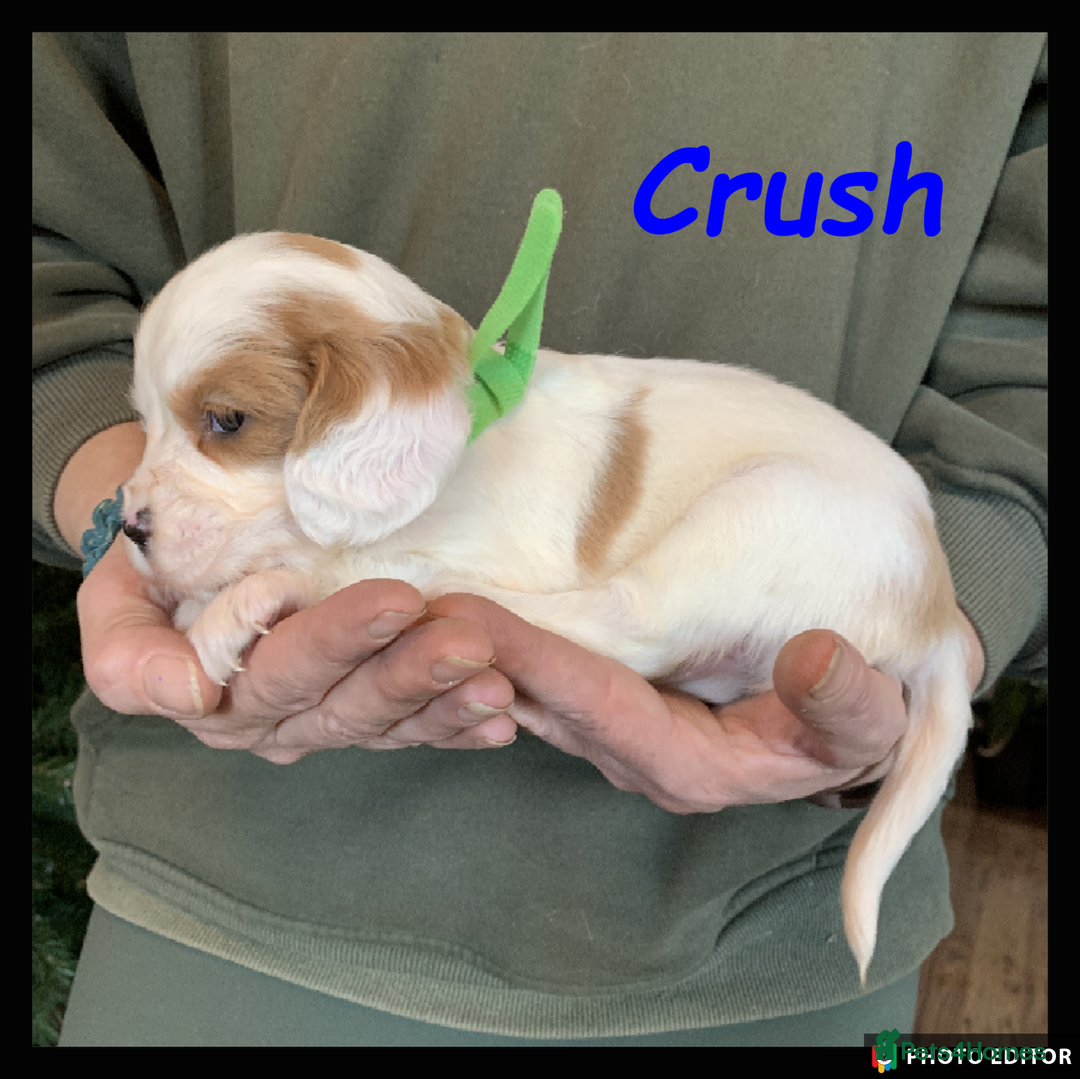 Cockalier dogs for sale: Beautiful Cockalier Pups – Loving Homes Await - Advert 21