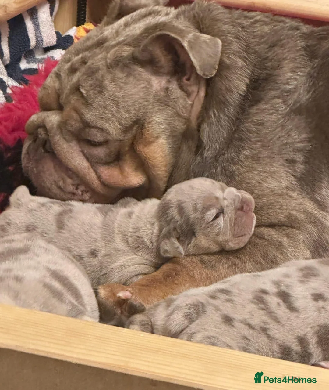 English Bulldog dogs for sale: Gorgeous Little Wrinkly Faces - Advert 2