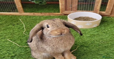 Mini Lop rabbits - Advert 7