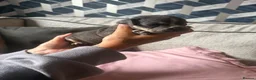 English Bulldog dogs for sale: Old English bulldog  in Portsmouth - Advert 10