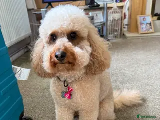 Cockapoo dogs 2 year old Cockapoo ready to stud! - Advert 1