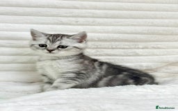 British Shorthair cats for sale: GCCF British short hair kittens for loving homes  - Image 9