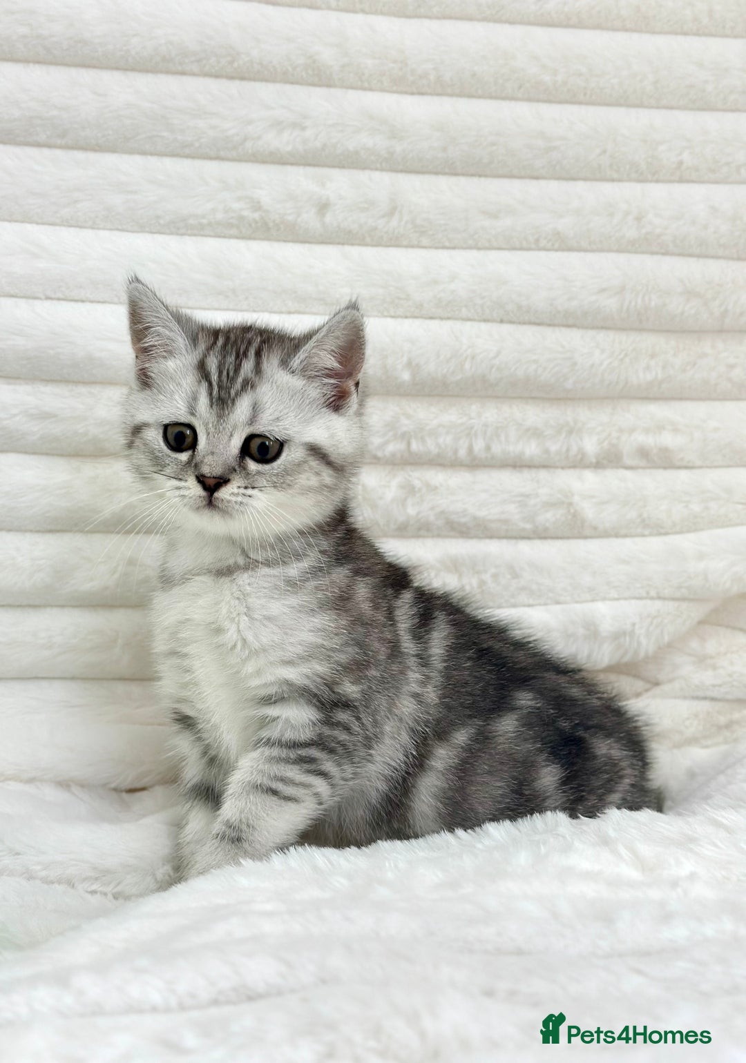 British Shorthair cats for sale: GCCF British short hair kittens for loving homes  - Image 9