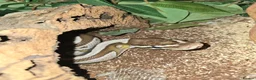 Python Snake reptiles for sale: 5x royal pythons and set ups in Birmingham - Advert 4