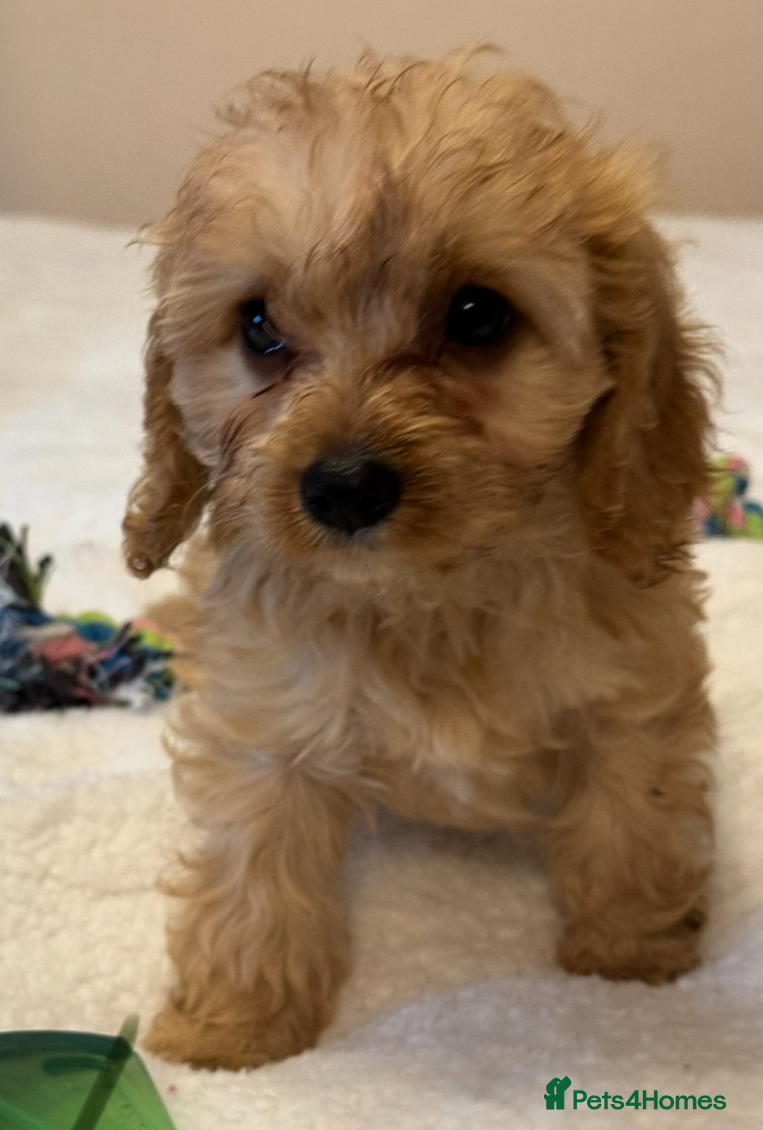 Cavapoo dogs for sale: Health-checked calm loving pups - Image 18