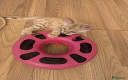 Bengal cats for sale: Bengal Kittens Purebred with Champion Lines  - Image 6