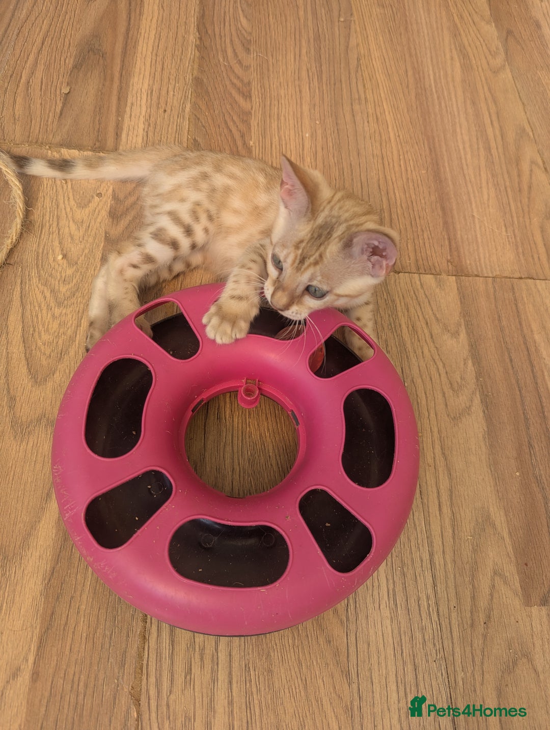 Bengal cats for sale: Bengal Kittens Purebred with Champion Lines  - Image 6