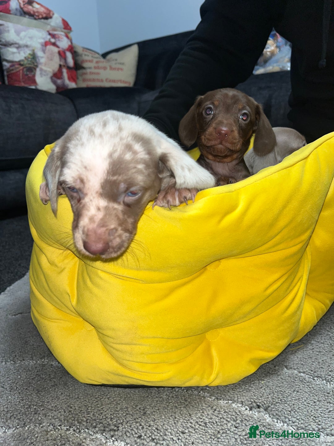 Dachshund dogs for sale: Dachund puppies for sale! - Advert 12