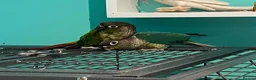 Conures birds for sale: Meet Belle and Killian! in Trowbridge - Advert 5