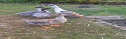 Ducks poultry for sale: Aylesbury/runner hybrid ducks in Grantham - Advert 4