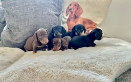 Miniature Dachshund dogs for sale: ✨Adorable miniature Dachshund pups✨ - Image 7