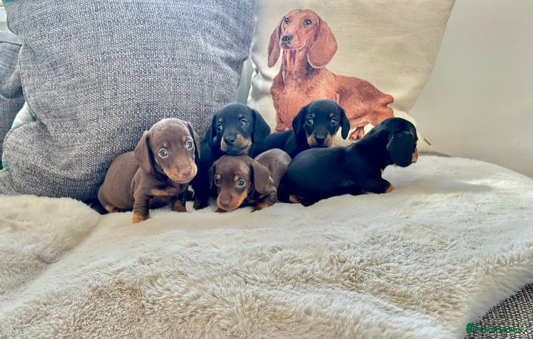 Miniature Dachshund dogs for sale: ✨Adorable miniature Dachshund pups✨ - Image 7